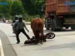 sapi-ngamuk-di-jalan-raya.jpg
