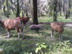 sapi-susui-anak-babi-hutan-di-muarojambi.jpg
