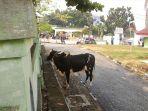 sapi-yang-menyeruduk-petugas-qurban-di-halaman-masjid-annur-pekanbaru.jpg