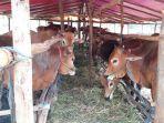 satu-lokasi-penjualan-sapi-kurban-di-kota-pekanbaru.jpg