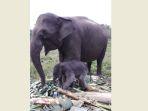 seekor-anak-gajah-sumatera-lahir-di-tntn-riau.jpg
