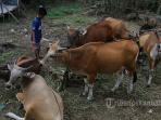 sejumlah-sapi-untuk-kurban-ditawarkan-di-sebuah-lapangan_20160830_162719.jpg