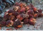sejumlah-tandan-sawit-pt-ivomas-tunggal-di-kandis-dicuri.jpg