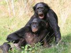 sepasang-simpanse.jpg