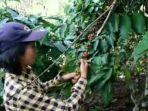 siswi-sma-jadi-buruh-harian-pemetik-kopi.jpg