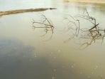 sungai-tapung-tercemar-limbah_20181005_141923.jpg