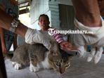 suntik-vaksin-rabies-hewan-peliharaan-di-rumbai-pesisir_20181106_152518.jpg