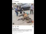 tak-ada-ampun-kusir-terus-cambuk-kuda-yang-terkapar-karena-kelelahan-biar-berdiri-videonya-viral.jpg