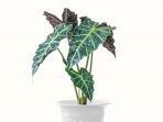tanaman-hias-alocasia.jpg