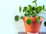 tanaman-hias-chinese-money-plant-atau-pilea-peperomioides.jpg