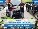 tanaman-hias-ditukar-yaris.jpg