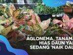 tanaman-hias-jenis-aglonema.jpg