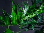 tanaman-hias-jenis-philodendron.jpg