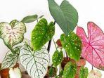 tanaman-hias-keladi-atau-caladium.jpg