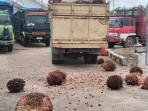 tandan-kelapa-sawit-berserakan-di-pelabuhan-Insit.jpg