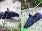tapir-terperosok-di-siantar.jpg