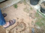 telapak-raksasa_20170929_073117.jpg