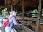 ternak-lsd-kampar.jpg