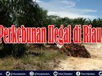 terungkap-58-ribu-are-lahan-perkebunan-di-riau-ilegal-masuk-kawasan-hutan-dikuasai-32-perusahaan.jpg