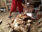 tiga-kambing-mati-diduga-diserang-hewan-buas_20170915_132746.jpg