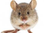 tikus-ini-masuk-pesawat.jpg