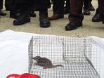 tikus-untuk-dprd-dumai.jpg