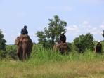 tim-elephant-flying-squad-efs-rapp_20160612_112308.jpg