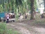 tim_penanggulangan_pmk_kandis_siak_pulangkan_10_sapi_asal_sumut.jpg
