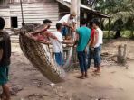 ular-piton-raksasa-anaconda-sepanjang-7-meter-yang-menyerang-warga-inhu_20171002_124443.jpg