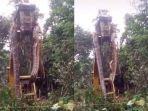 ular-piton-raksasa-diangkat-excavator-ditemukan-saat-pengerjaan-proyek-dihutan.jpg