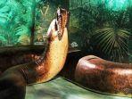 ular-titanoboa.jpg