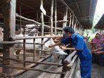 vaksinasi-sapi-dari-pmk-dumai.jpg