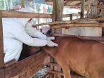 vaksinasi-sapi-dumai.jpg