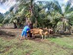 vaksinasi-sapi.jpg