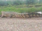 viral-buaya-6-meter-di-desa-sungai-rengit-banyuasin.jpg
