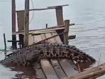 viral-seekor-buaya-sedang-berada-di-atas-jembatan-kecil-di-tepi-sungai.jpg