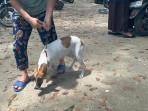 Keberadaan Penjagalan Anjing, Pekanbaru Dog Lover Menilai Sudah Saatnya Pemerintah Ambil Tindakan