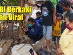 warga-berkerumun-melihat-babi-berkaki-aneh.jpg