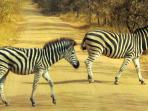 zebra-hewan_20160428_112246.jpg