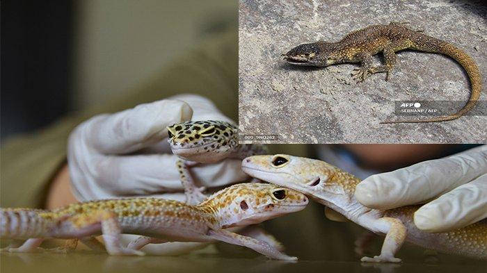 Banyak yang Bingung Perbedaan Tokek dan Kadal, Ketahui Perbedaannya Sekarang!