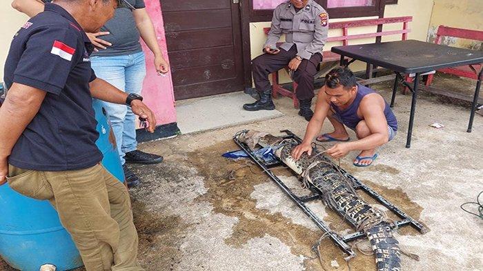 Warga Sungai Rengas Tangkap Buaya Muara Liar yang Kerap Muncul di Parit