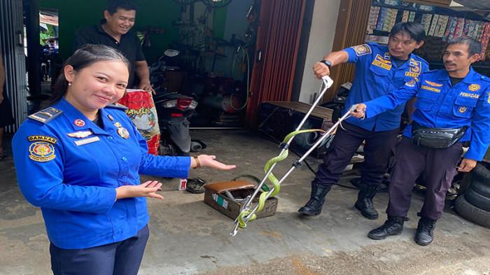 Damkar Sanggau Kembali Evakuasi Seekor Ular yang Masuk ke Kios Warga