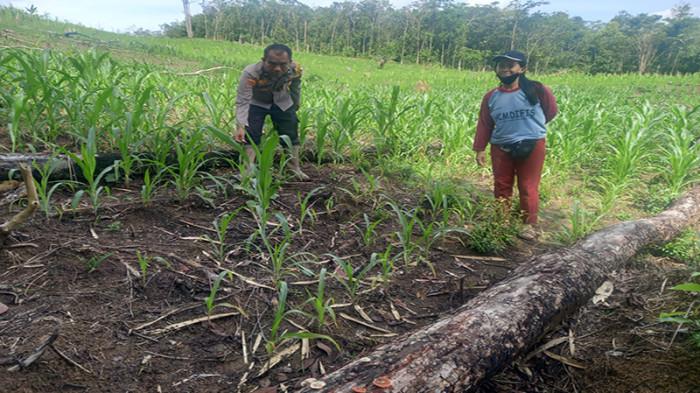 Bintara Penggerak Ketahanan Pangan Polsek Menyuke Lakukan Cekan Progres Tanaman Jagung