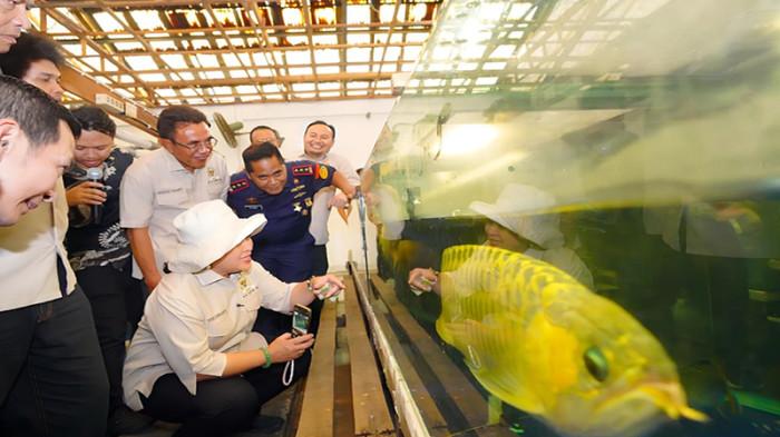 KKP Dorong Kepatuhan Usaha Ikan Arwana, Dirjen PSDKP Beri Edukasi ke Pelaku Usaha di Kalbar