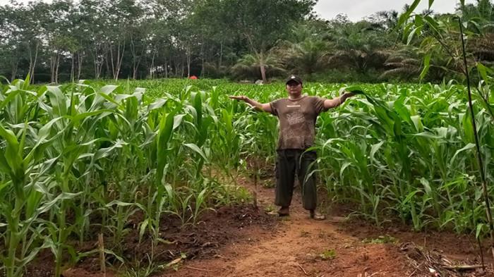 Personil Polsubsektor Jelimpo Perawatan Tumbuh Kembang Tanaman Jagung di Lahan Demplot