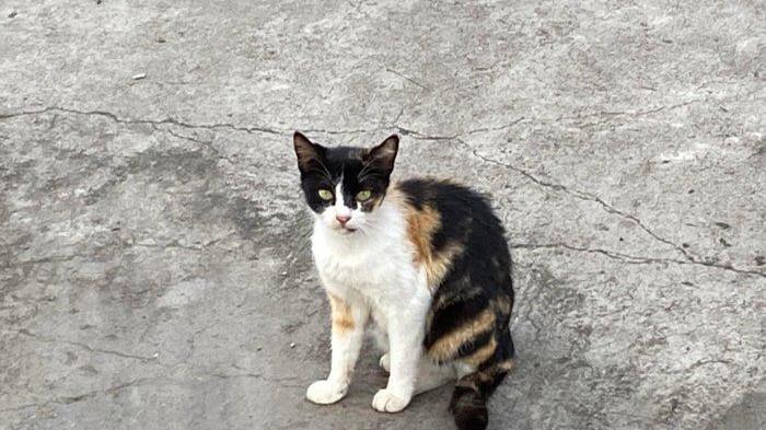 Unik ! Kisah Menggemaskan Chocolat, Kucing Kepala Stasiun di Jepang yang Kini Pensiun