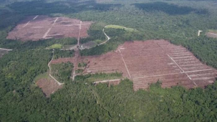 Pemda dan BBTNBKDS Tepis Isu Wilayah Taman Nasional Ada Perkebunan Sawit