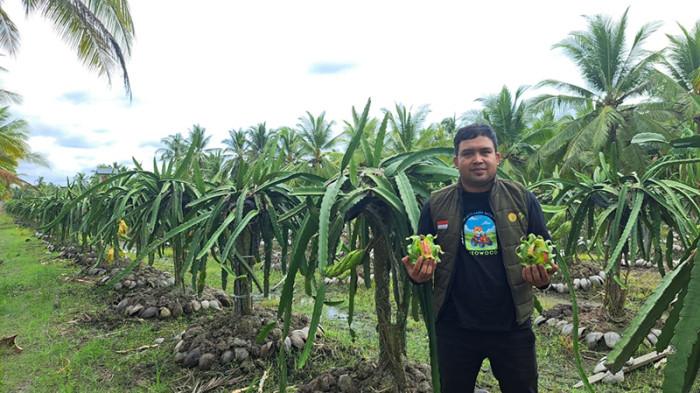 Petani Buah Naga di Jawai Senang Harga Jual Meningkat, Penuhi Permintaan Dapur MBG