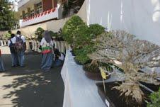 Pameran Bonsai, Harga Rp 5 Juta Hingga Rp 350 Juta