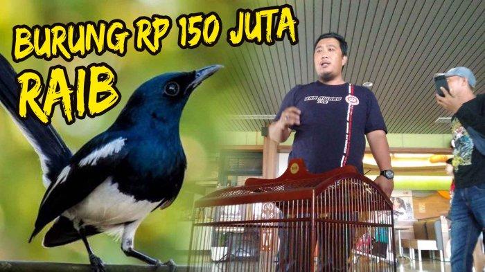 Burung Kacer Rp 150 Juta Hilang di Bagasi Pesawat, Kicau Mania Geruduk Kantor Garuda Indonesia